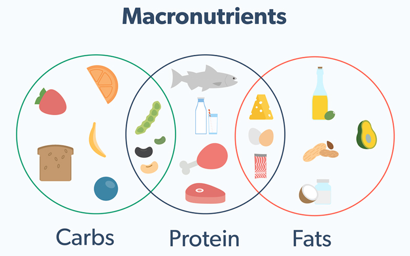 Phân bổ Năng lượng & Chất dinh dưỡng đại lượng (Macronutrients)